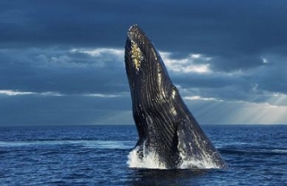 Observacion de cetaceos